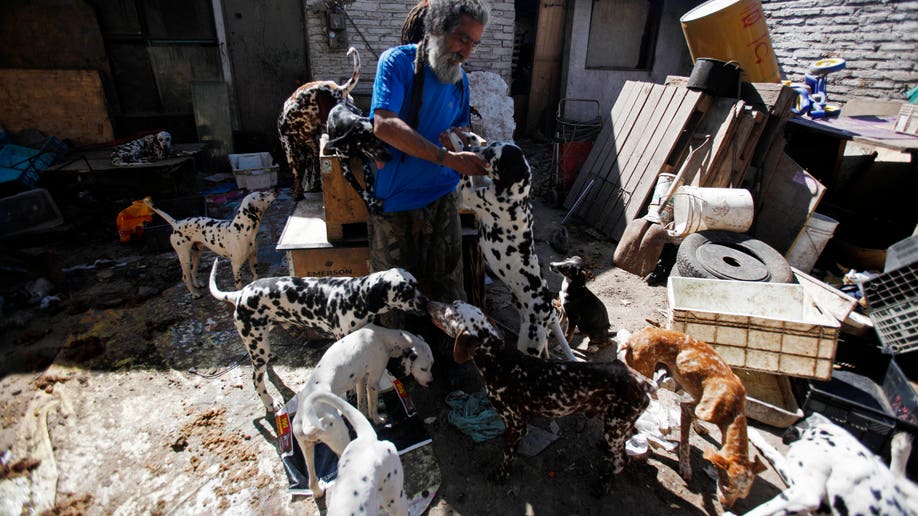 Chile Dalmatian Man