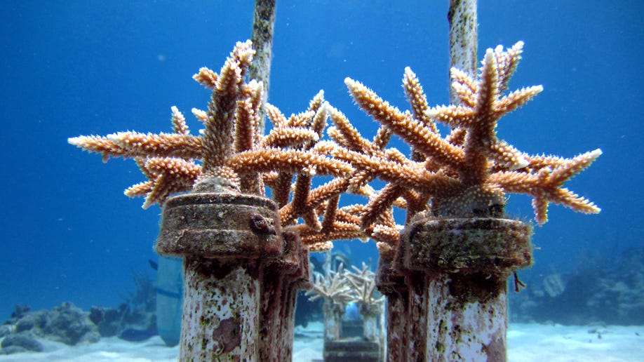 034917dd-Caribbean Saving Coral