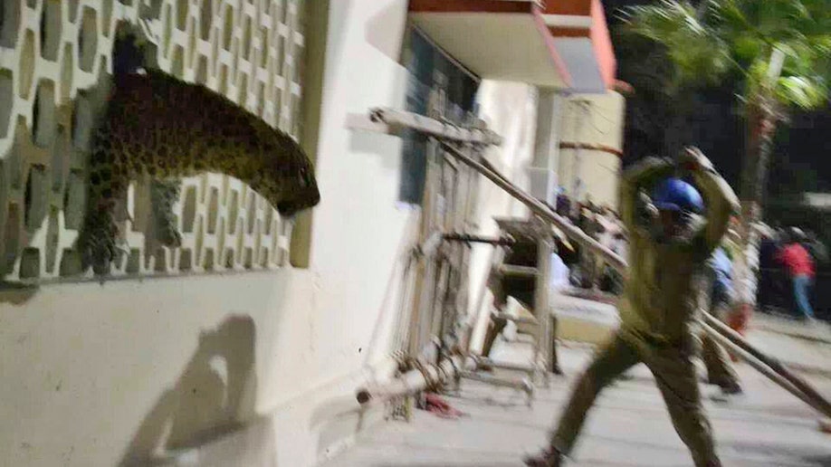 a1aca3e3-India Leopard Scare