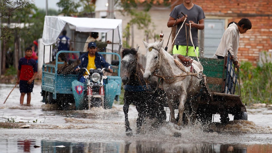 Paraguay Cart Horses
