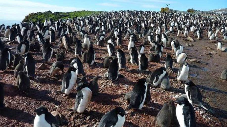 Penguins Explicit Sex Acts Shocked Polar Explorer Fox News 