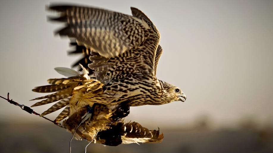 9beefa91-APTOPIX Mideast Emirates Falconry