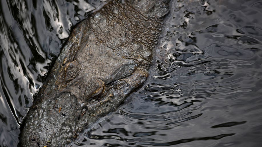 Ribuan caiman hidup di air beracun yang dipenuhi limbah di tengah perluasan kota Rio de Janeiro