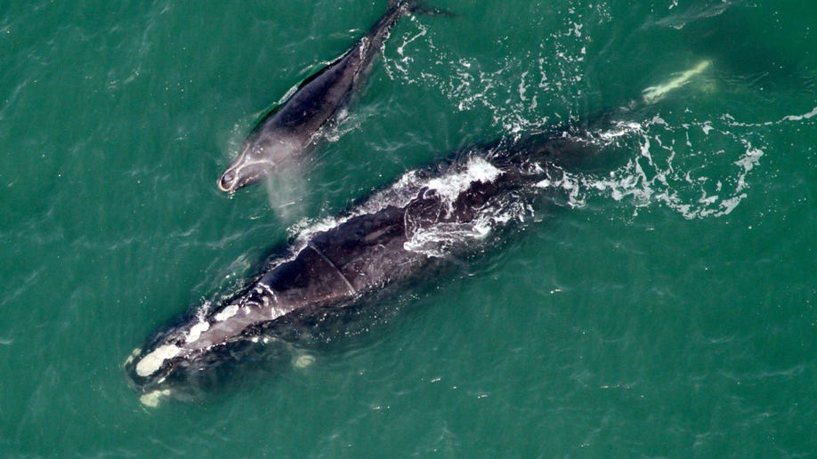Freed Whale Birth