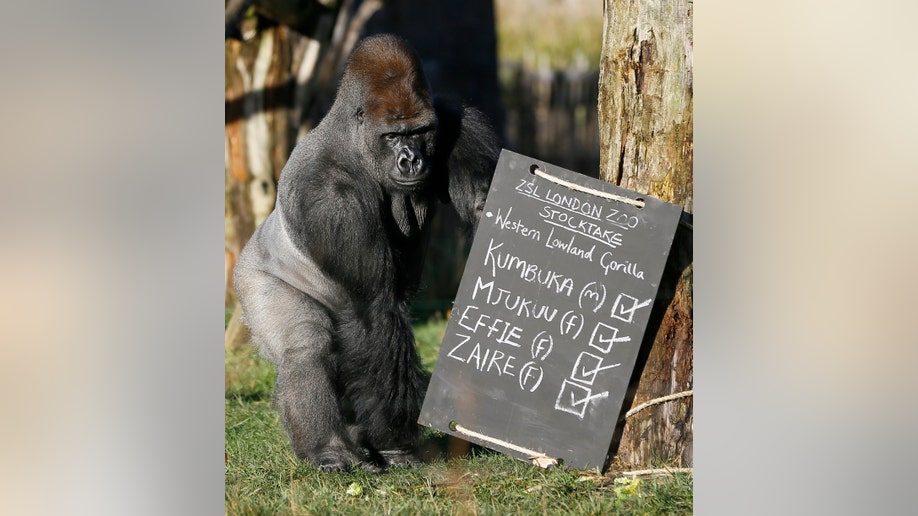 Britain Zoo Count