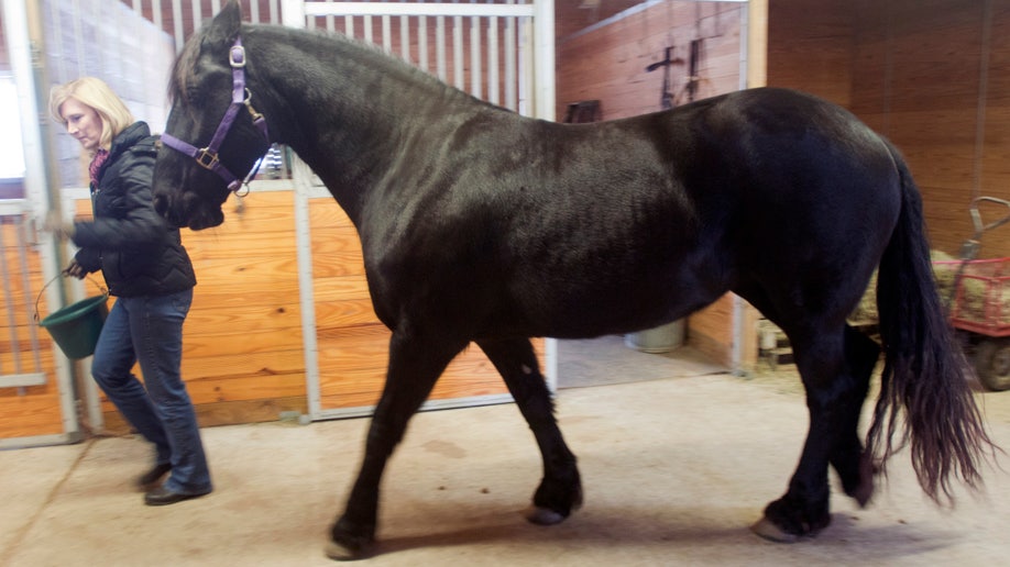 b9d5733d-ODD Houdini Horse