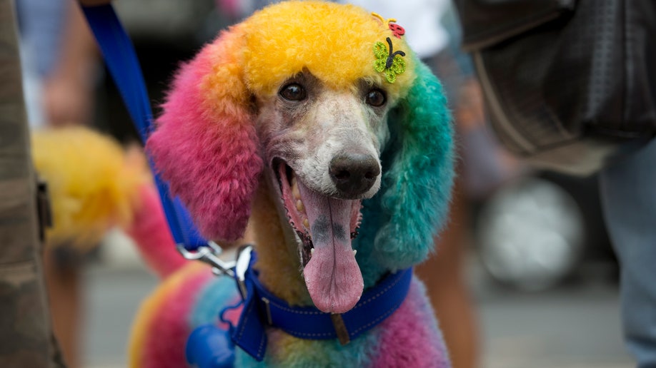 3385d9a6-Brazil Carnival Dogs