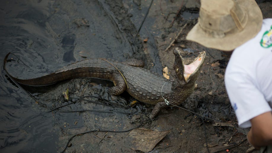 4efa888b-Brazil Rio Caimans