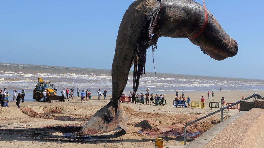 Uruguay Dead Whale