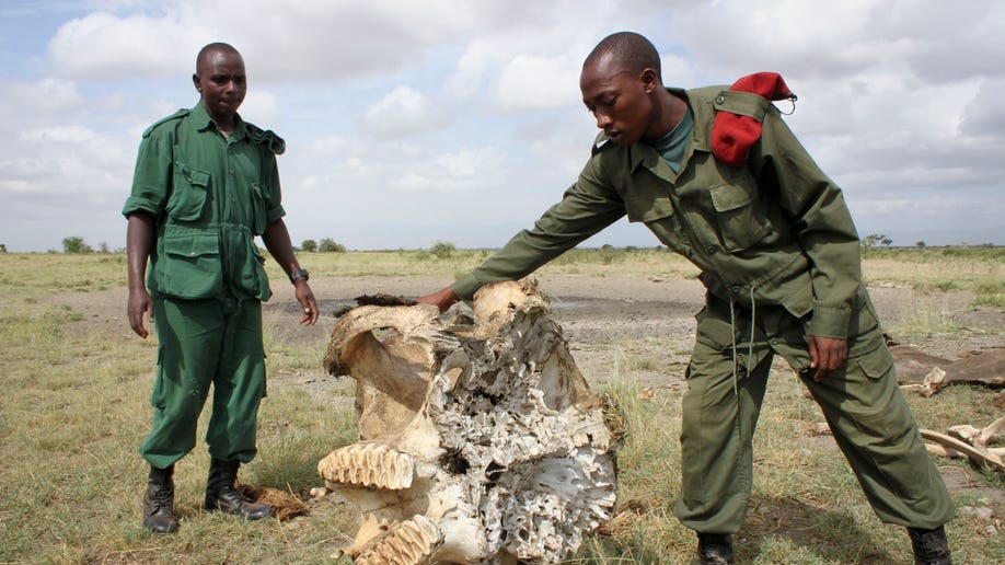 0a210fb8-Tanzania Elephant Slaughter