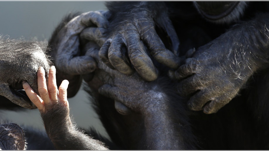 A baby chimp's hands touch those of other chimps at Chimp Haven