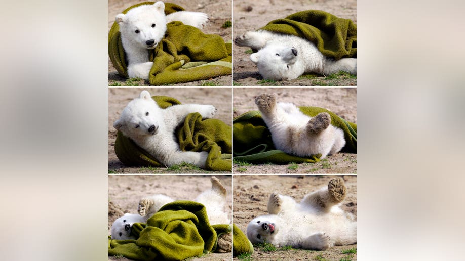 9cb25524-Germany Polar Bear Knut Death