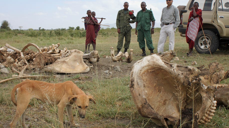 8cf1bd2e-Tanzania Elephant Slaughter