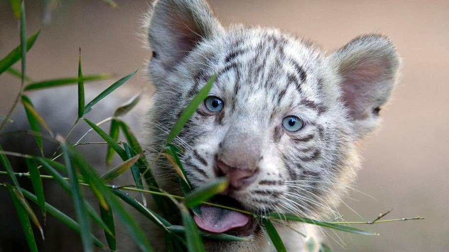 baby white bengal tiger