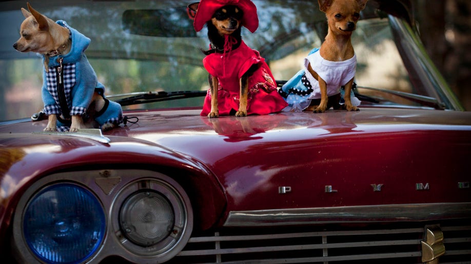 fd03006c-APTOPIX Cuba Dog Show