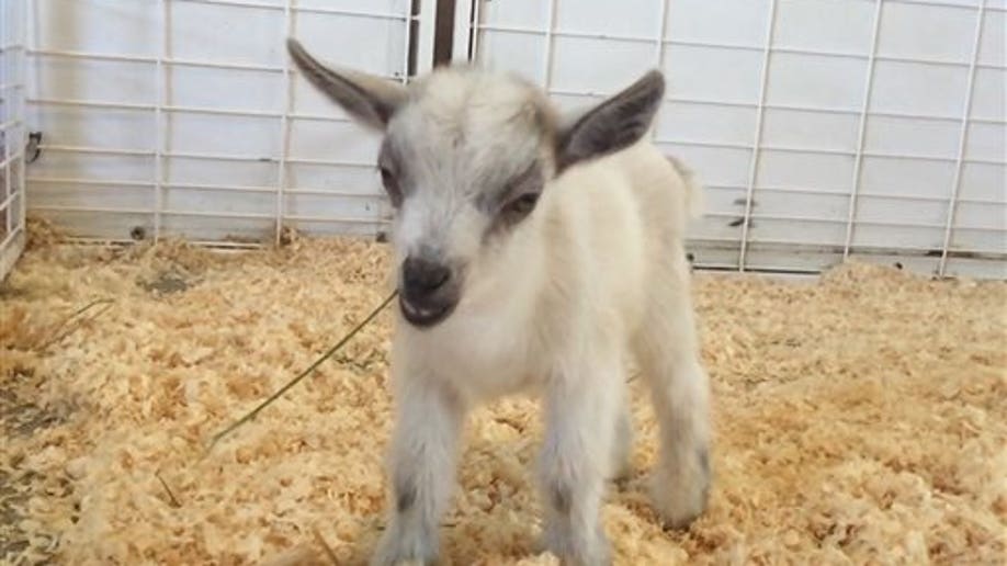 ODD Baby Goat Stolen