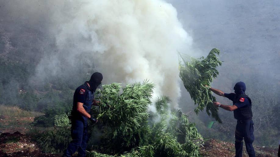 Albanian Crackdown On Cannabis Growing Nets 500,000 Plants This Year ...