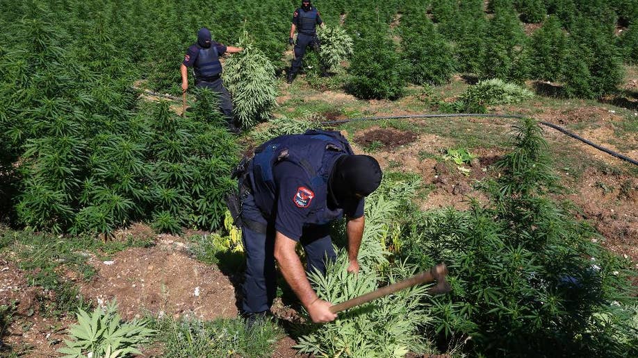 Albanian Crackdown On Cannabis Growing Nets 500,000 Plants This Year ...