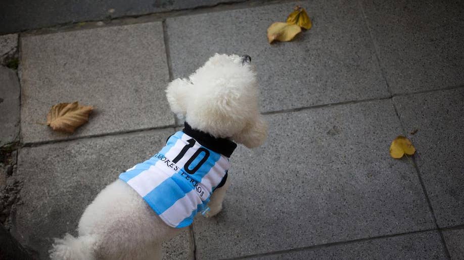 In soccer-mad Argentina, even the dogs get suited up in blue and white for  the World Cup