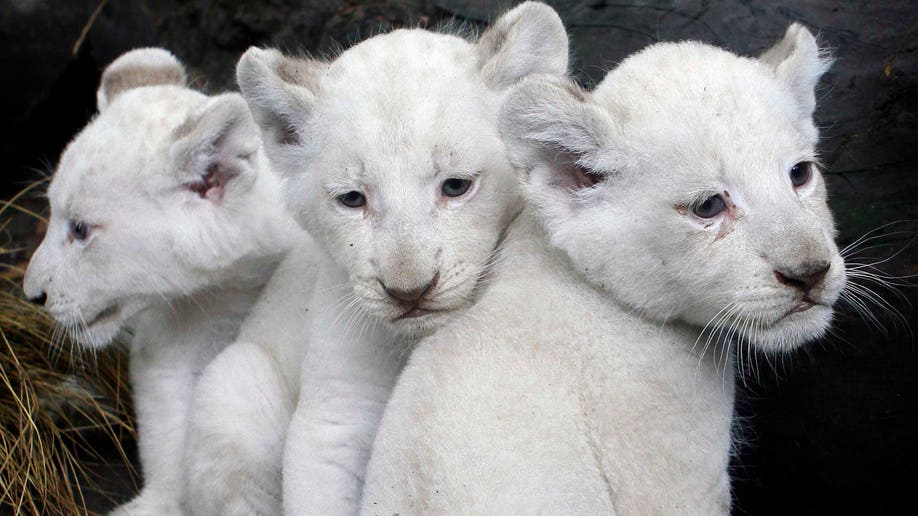 af634b25-APTOPIX Argentina White Lions