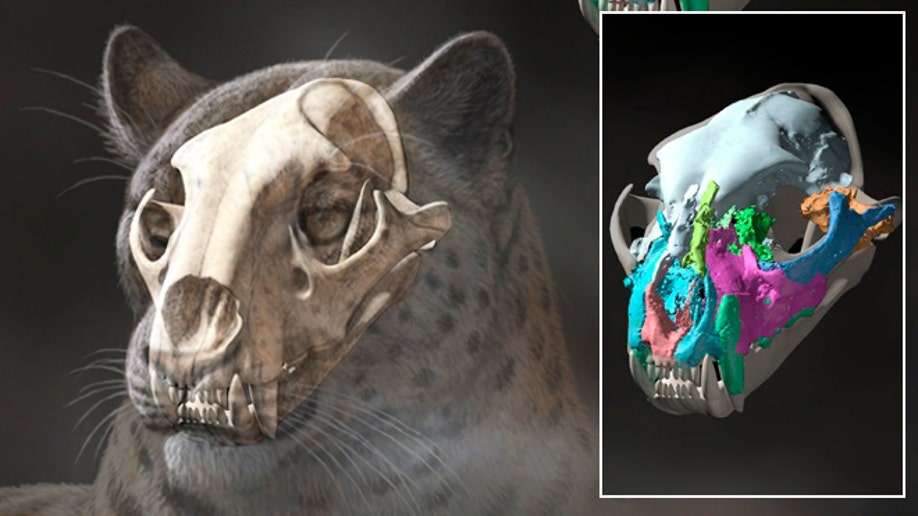 The Big Cats and Their Fossil Relatives by Alan Turner
