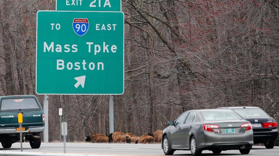 nødsituation Brokke sig efterfølger Small herd of loose buffalo crosses New York State Thruway; drivers slow to avoid them | Fox News nødsituation Brokke sig efterfølger Small herd of loose buffalo crosses New York State Thruway; drivers slow to avoid them | Fox News