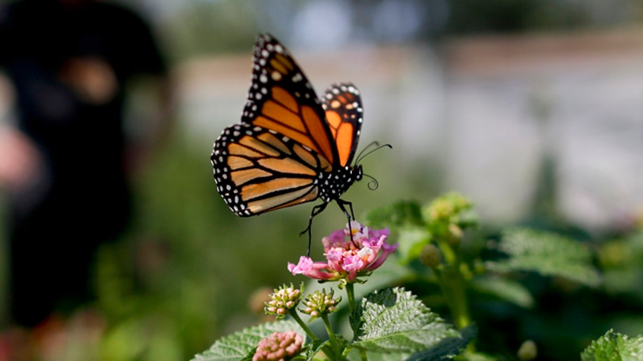 California Drought Monarch Butterflies
