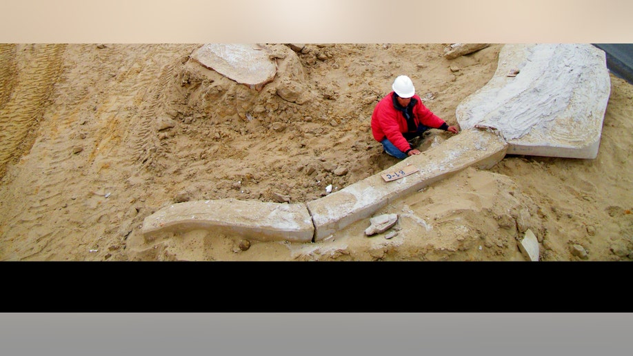 d66066b3-Chile Whale Fossils