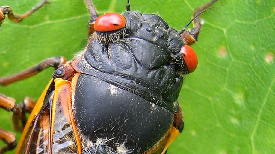 23332c44-Cicada Invasion