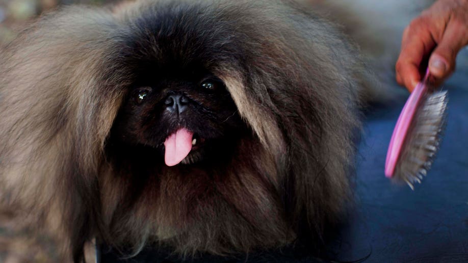 0be08d99-Cuba Dog Show