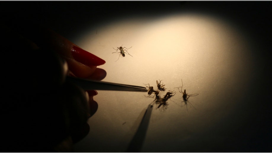 APTOPIX Vietnam Dengue Blocking Mosquito