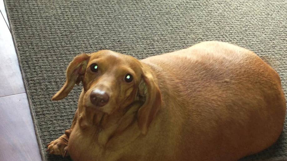 Fat wiener clearance