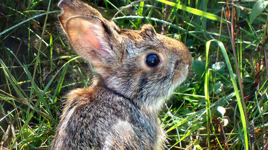 Disappearing Cottontails