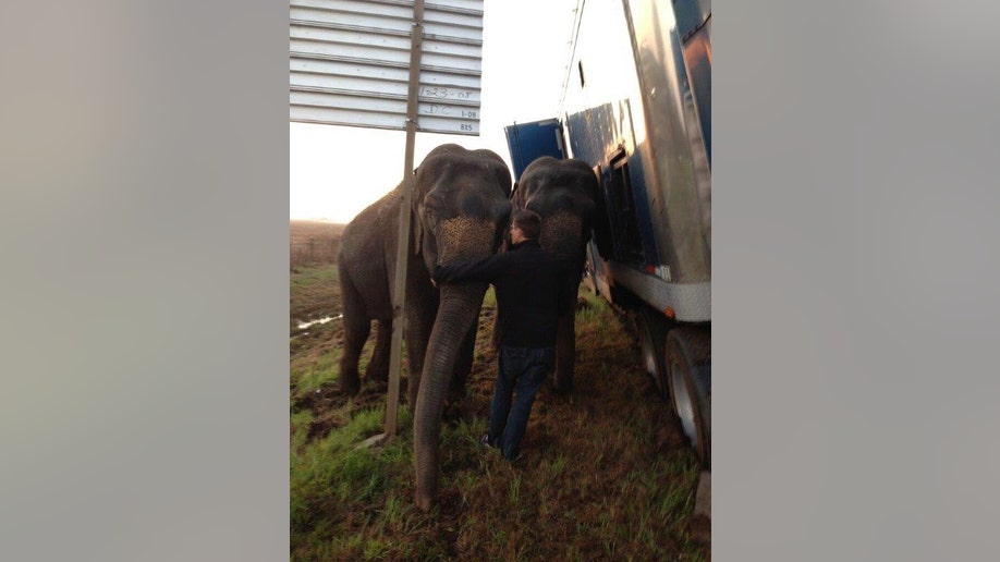 f1d4916d-Elephants Stuck Truck