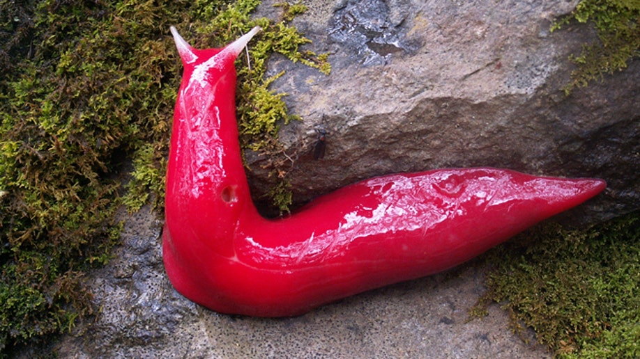 Hot_Pink_Slug