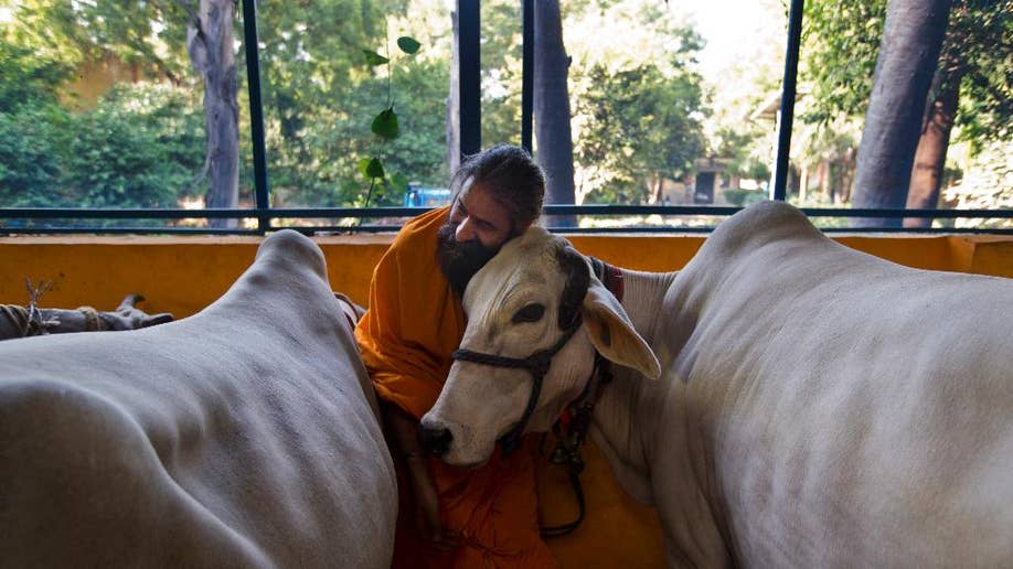 Suci dan politis: Sapi menjadi isu yang semakin sensitif di kalangan partai Hindu yang memimpin India