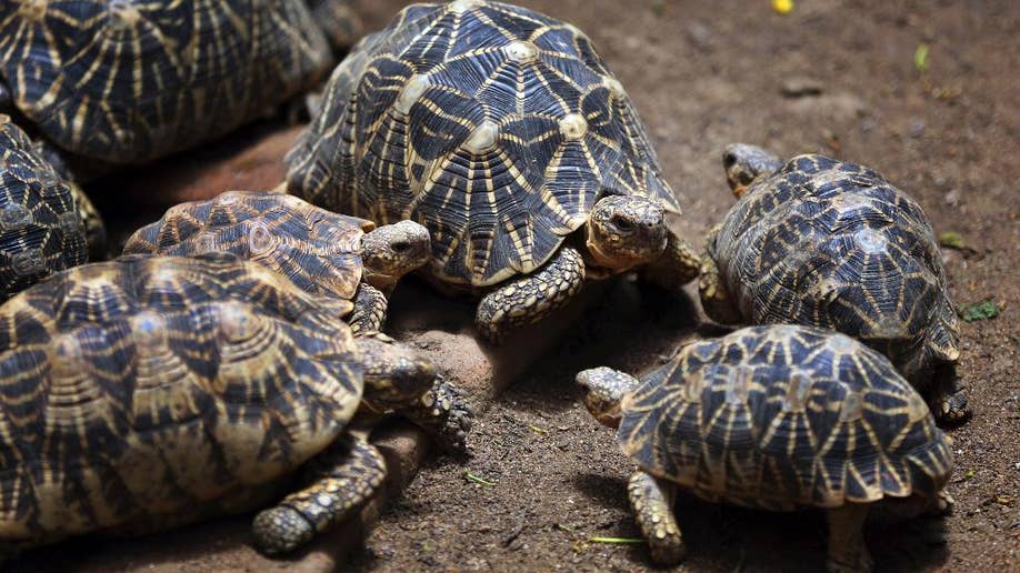 India's wildlife under threat as illegal poaching threatens lesser-known animals | Fox News India's wildlife under threat as illegal poaching threatens lesser-known animals | Fox News