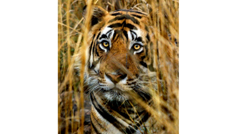 2630113e-India Tiger Tourism