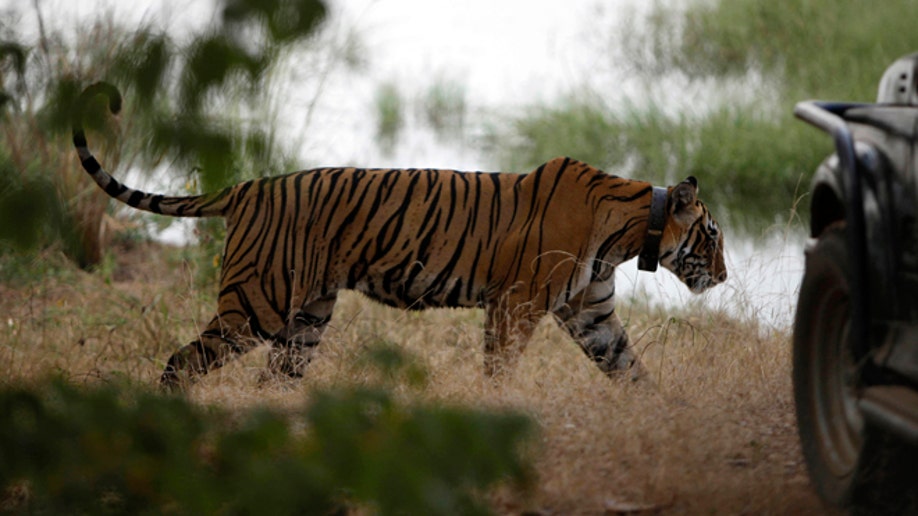 de21f8ef-India Tiger Tourism