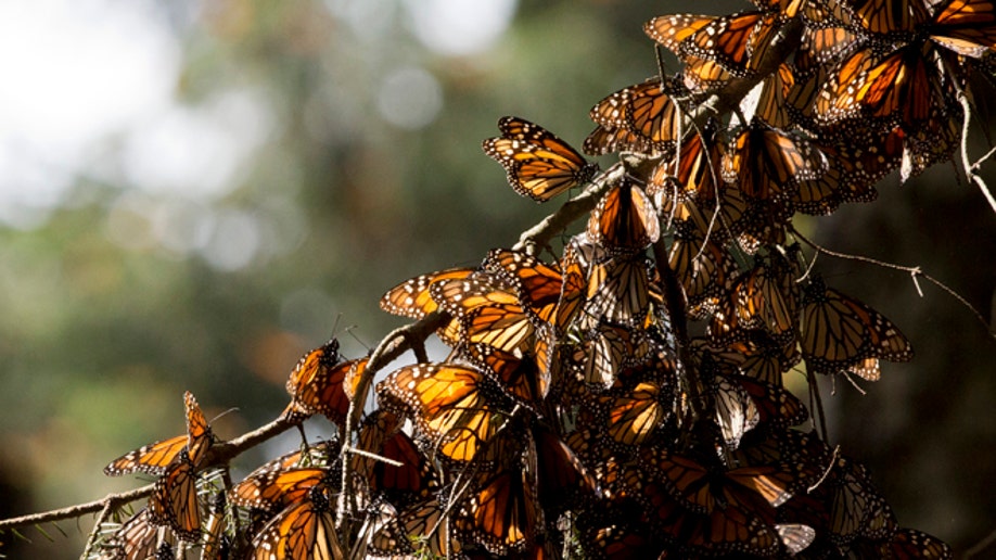 c1850132-Mexico Monarch Butterflies