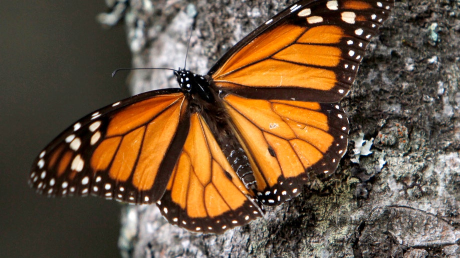 06ac8c60-Mexico Monarch Butterflies