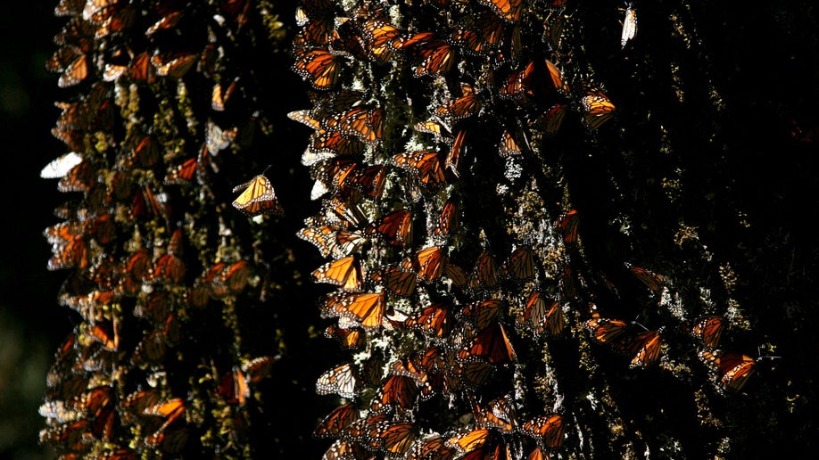 2577e0b4-Mexico Monarch Butterflies