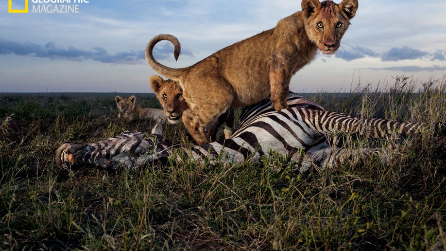National_Geographic_Lions_3