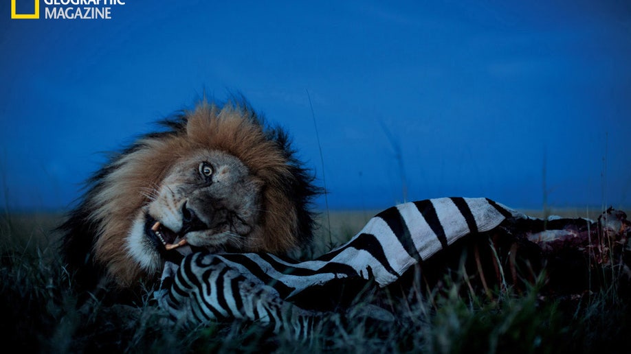 National_Geographic_Lions_7