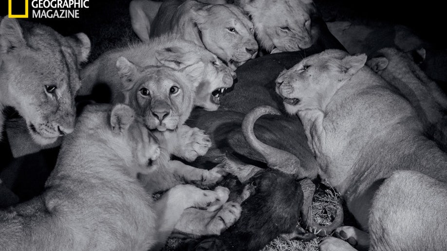 national geographic white lions