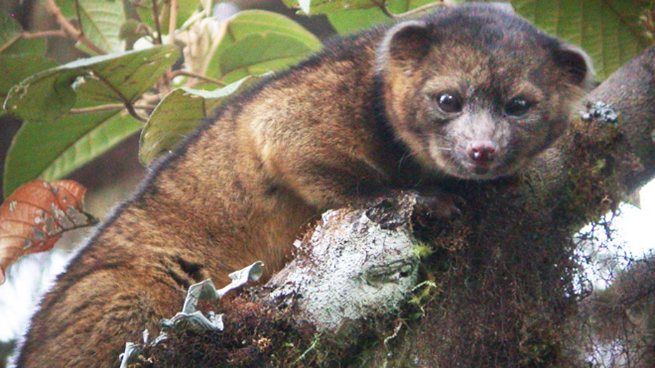 New mammal species discovered: a raccoon-sized critter with teddy bear