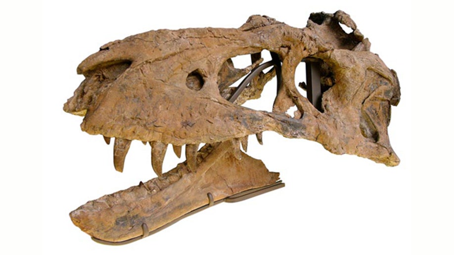 Big Daddy: New Tyrannosaur Discovered 