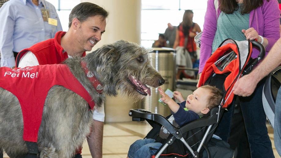 Pets Airport Therapy Dogs