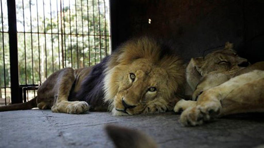 Paraguay Circus Animals