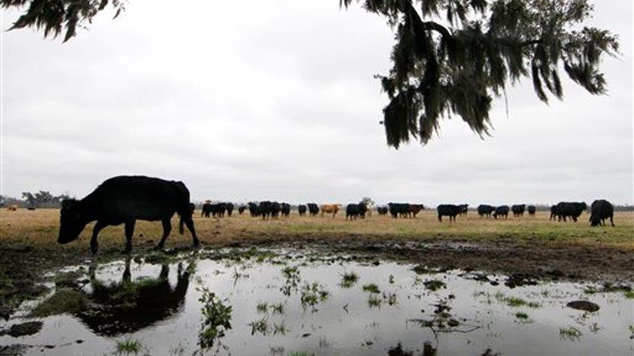 3ccd31a5-New Orleans New Canal